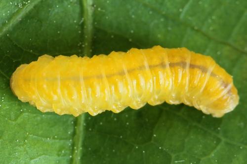 Réf. 223 204 : Periclista lineolata